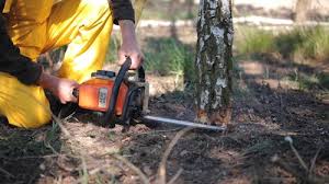 Reliable Vamo, FL Tree Removal Solutions