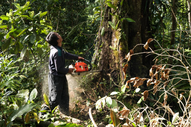 How Our Tree Care Process Works  in  Vamo, FL